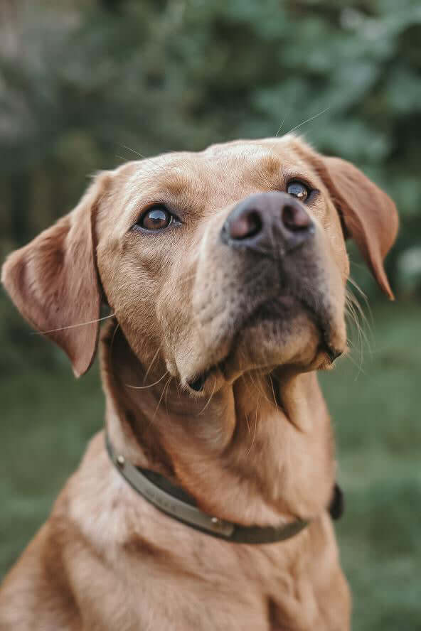 Name Plate for Embossed Collars/Leads