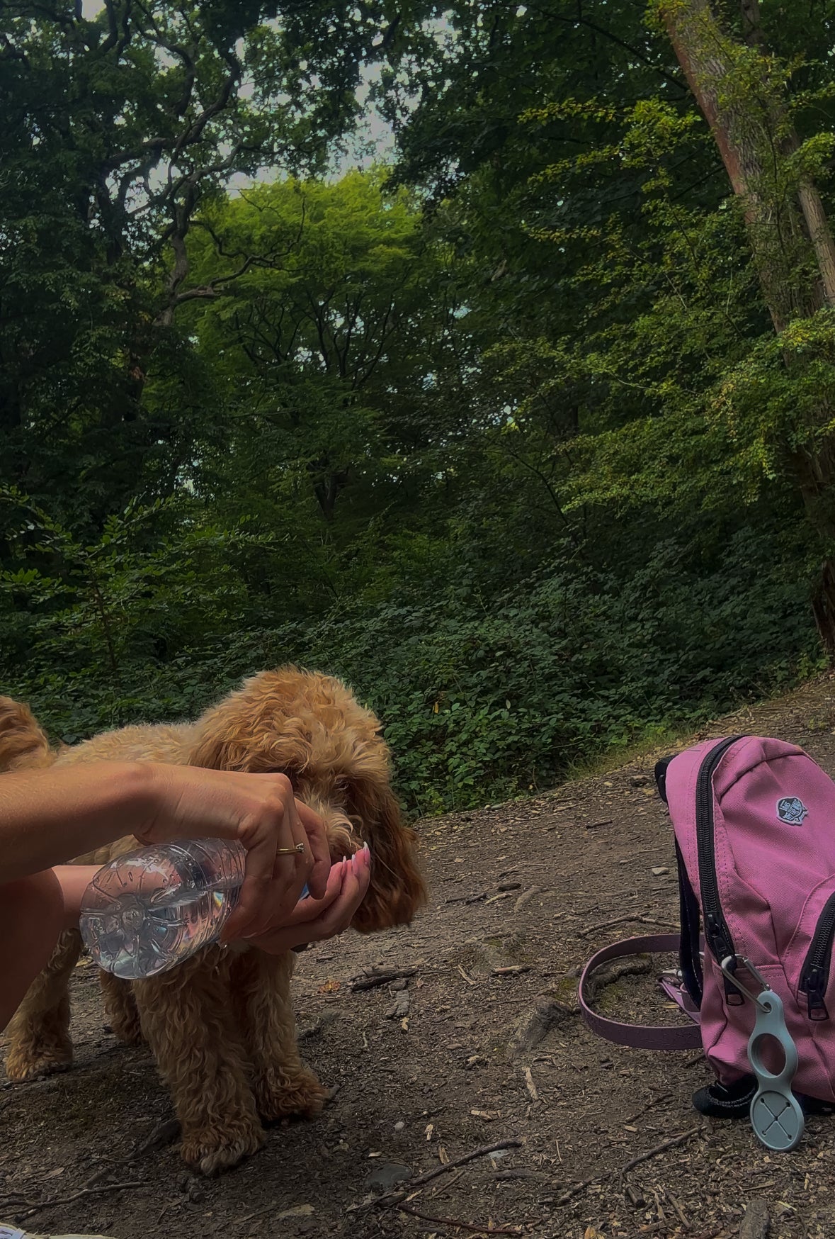 Multi-use Walking Accessory Clip