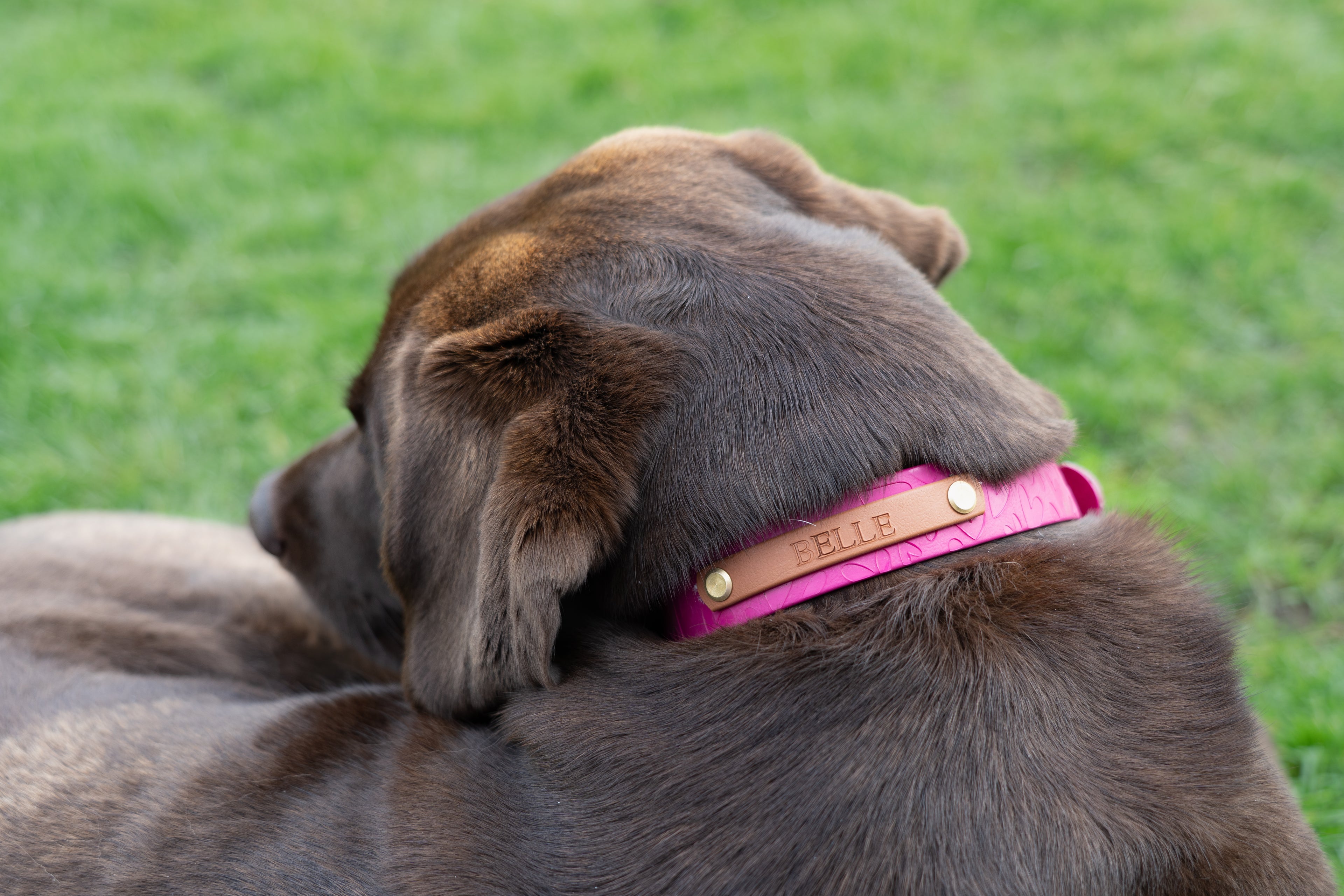 Name Plate for Embossed Collars/Leads