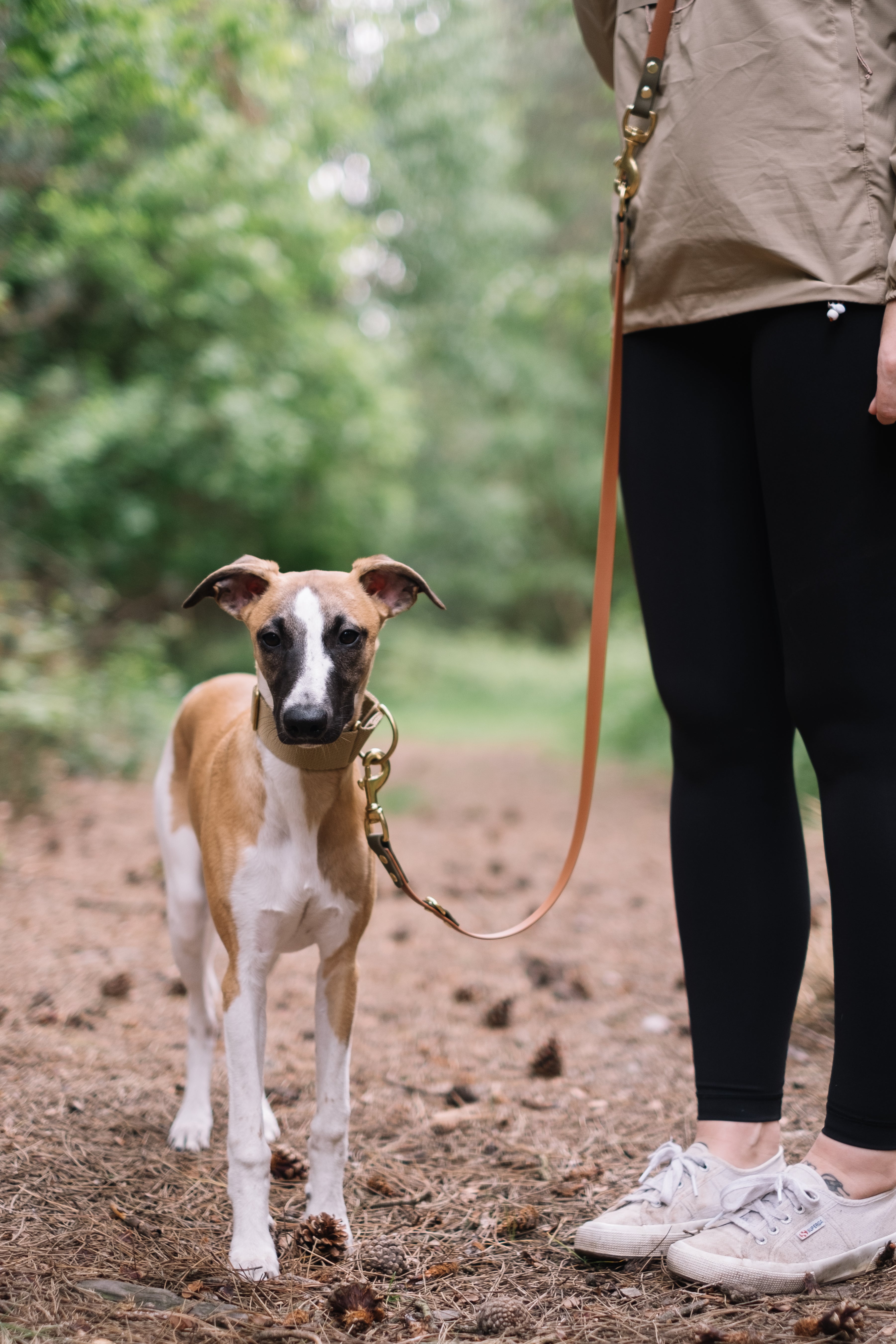 Dog and owner using multiway dog lead in cross body hands free position attached to dogs collar 