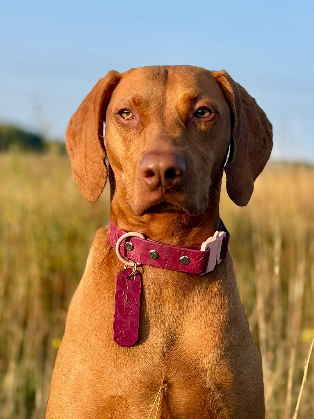 Waterproof Embossed Personalised Dog Tag