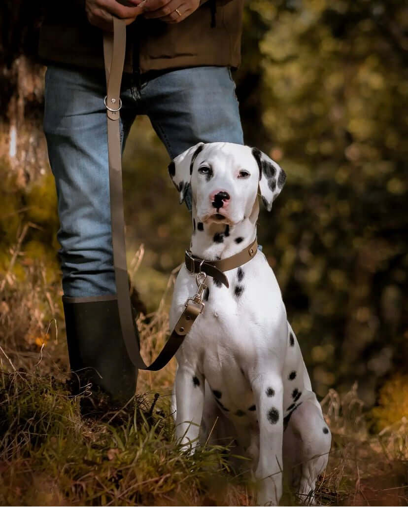 Dalmatian dog wearing matching dog collar and lead khaki and beige colour, owner behind in muddy wellies