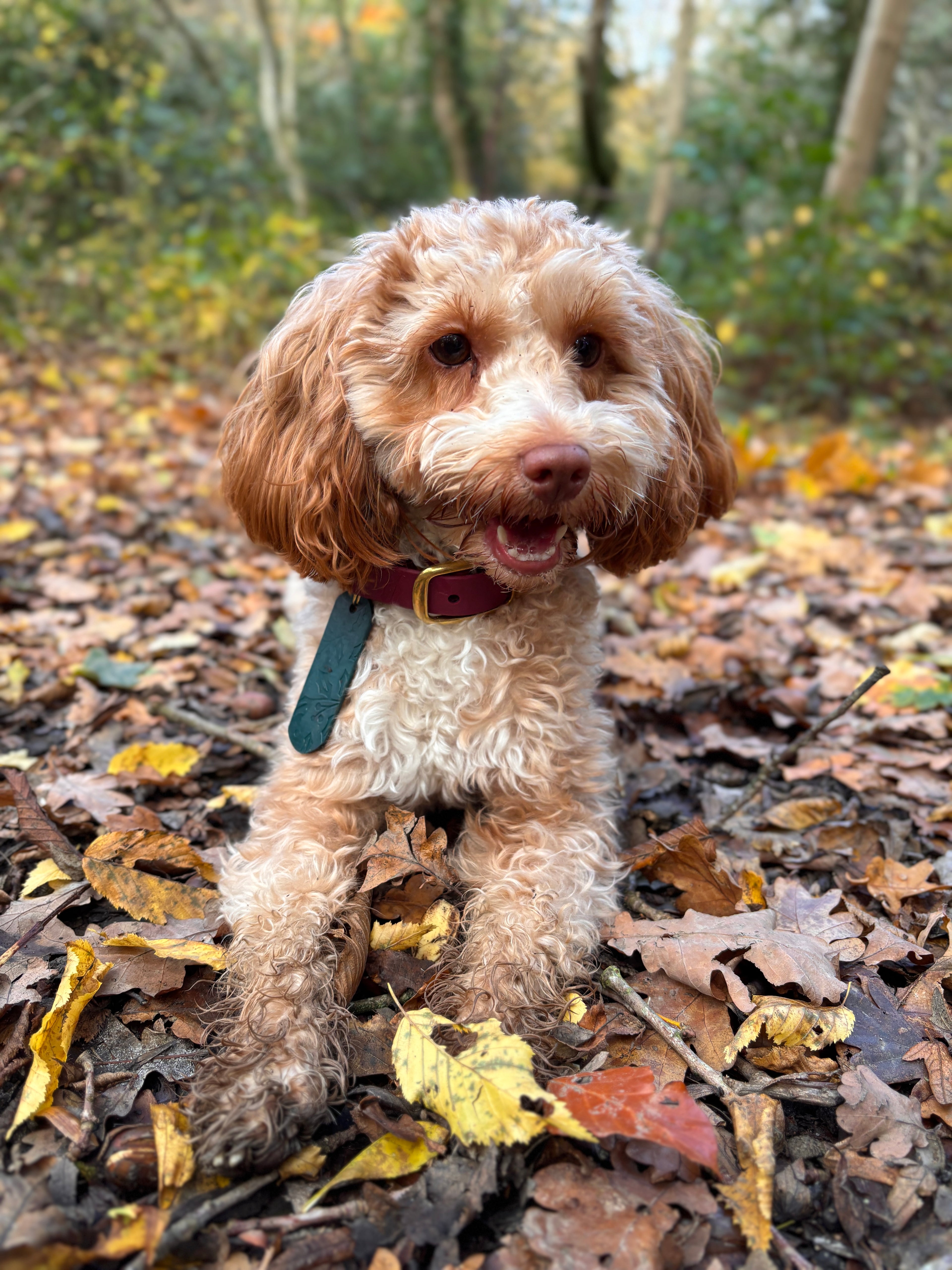 Winter Waterproof Embossed Personalised Dog Tag