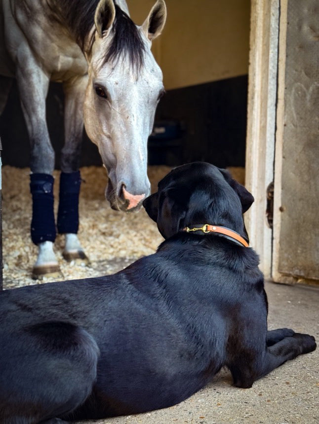 The Derby Dog Collar Hound and Out