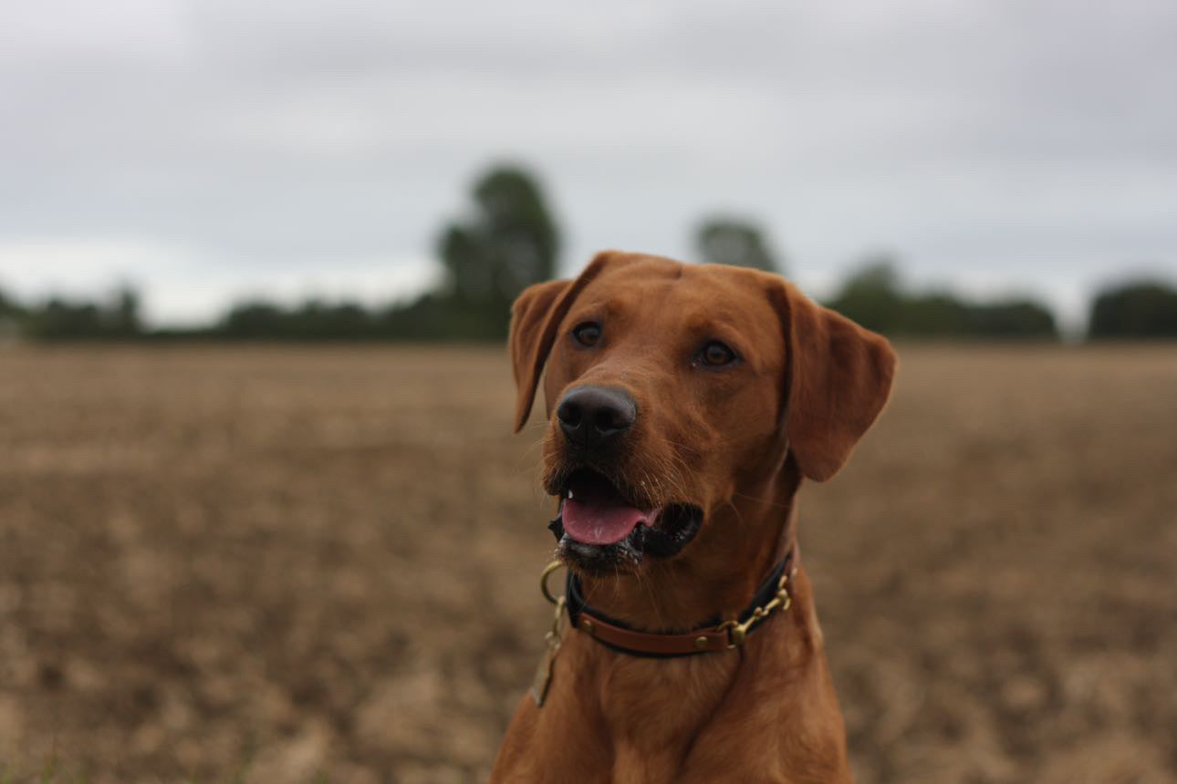 The Derby Dog Collar - Luxury Equestrian Dog Accessories