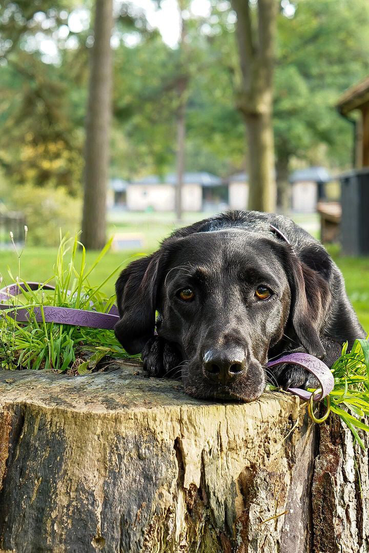 Embossed Waterproof Dog Lead
