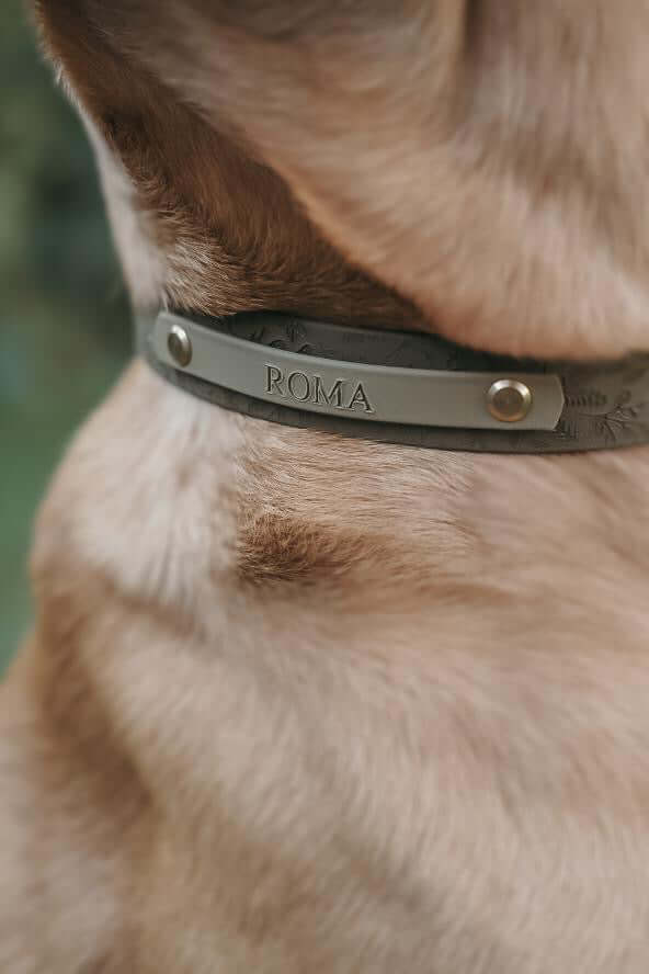 Name Plate for Embossed Collars/Leads