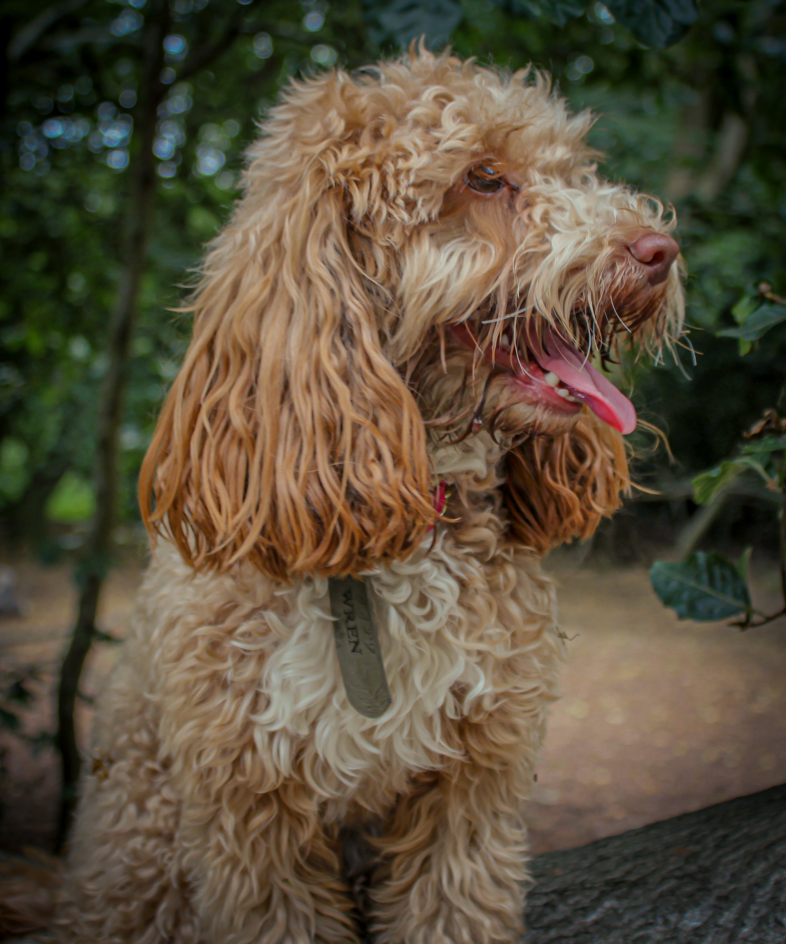 Waterproof Embossed Personalised Dog Tag