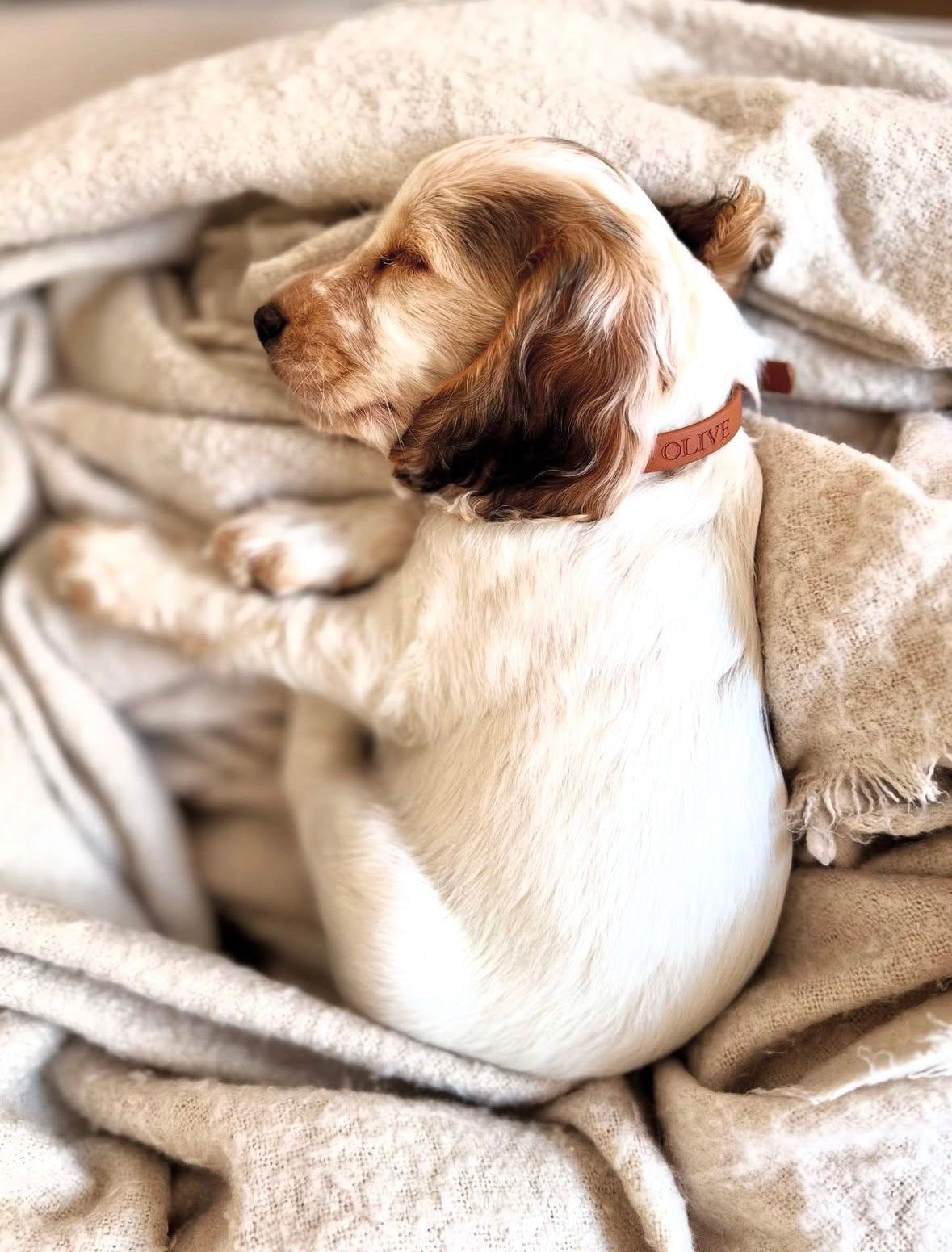 Mini Collar - Small Breed / Puppy – Hound and Out