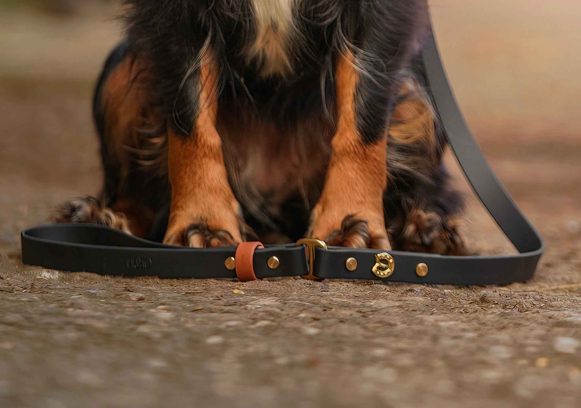 The Derby Dog Lead - Luxury Equestrian Dog Accessories