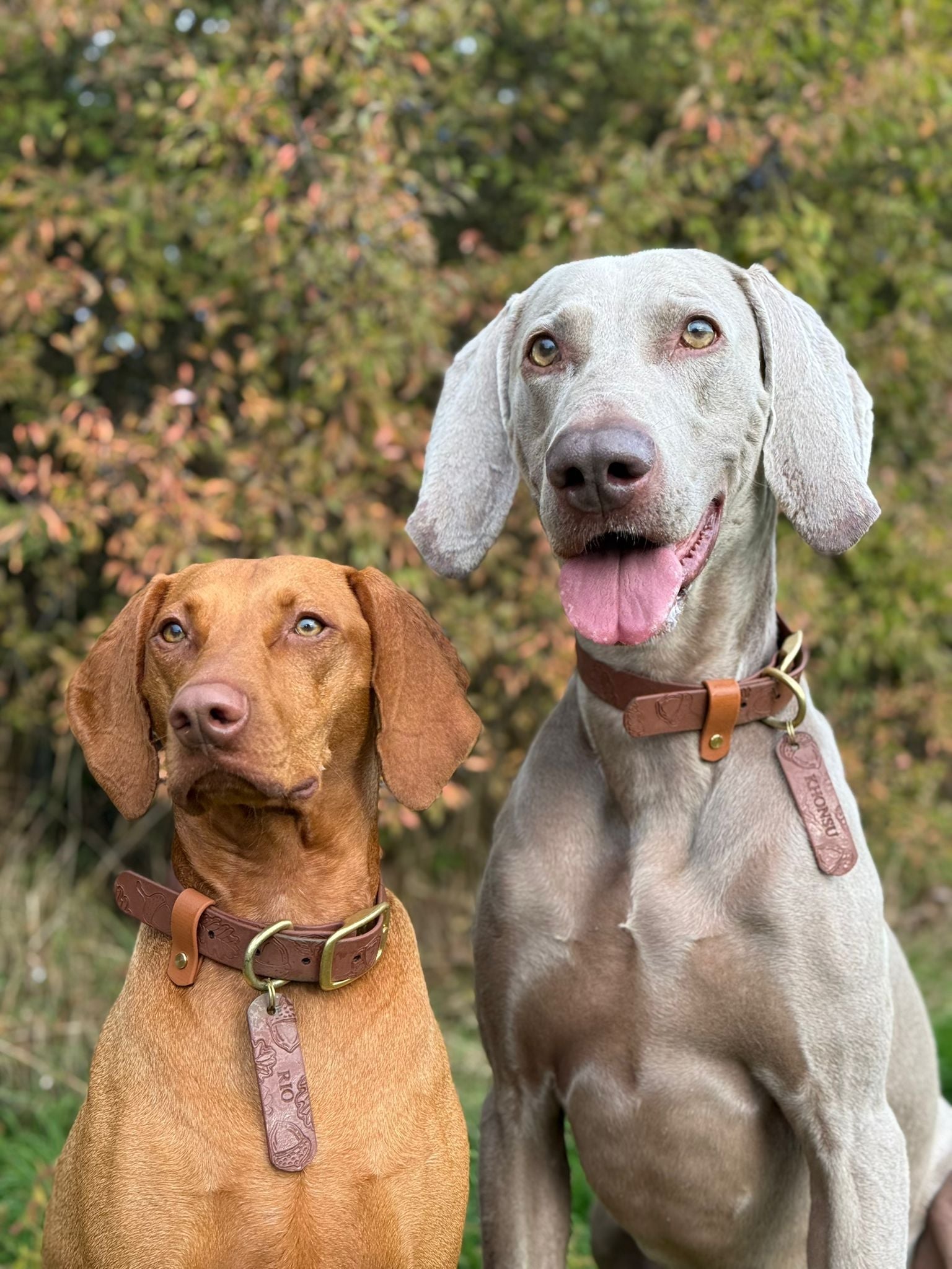 Autumn Embossed Waterproof Dog Collar Hound and Out