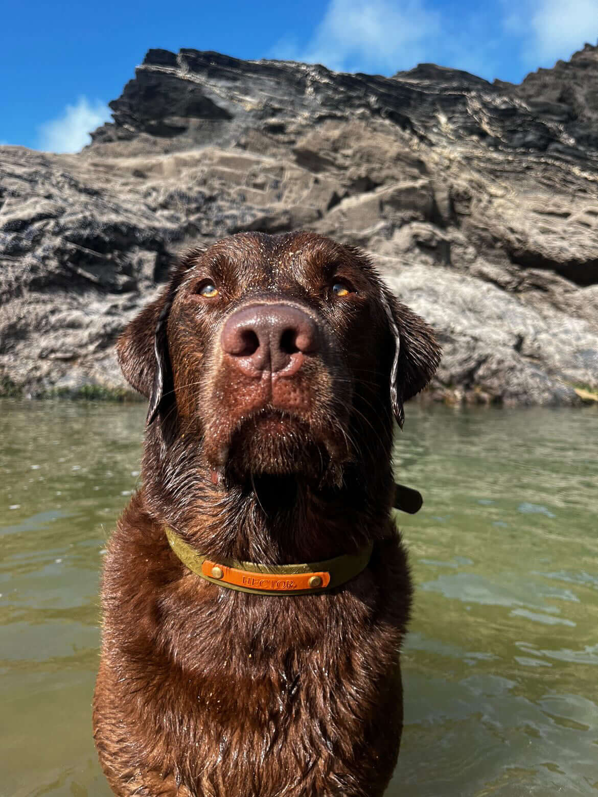 Name Plate for Embossed Collars/Leads