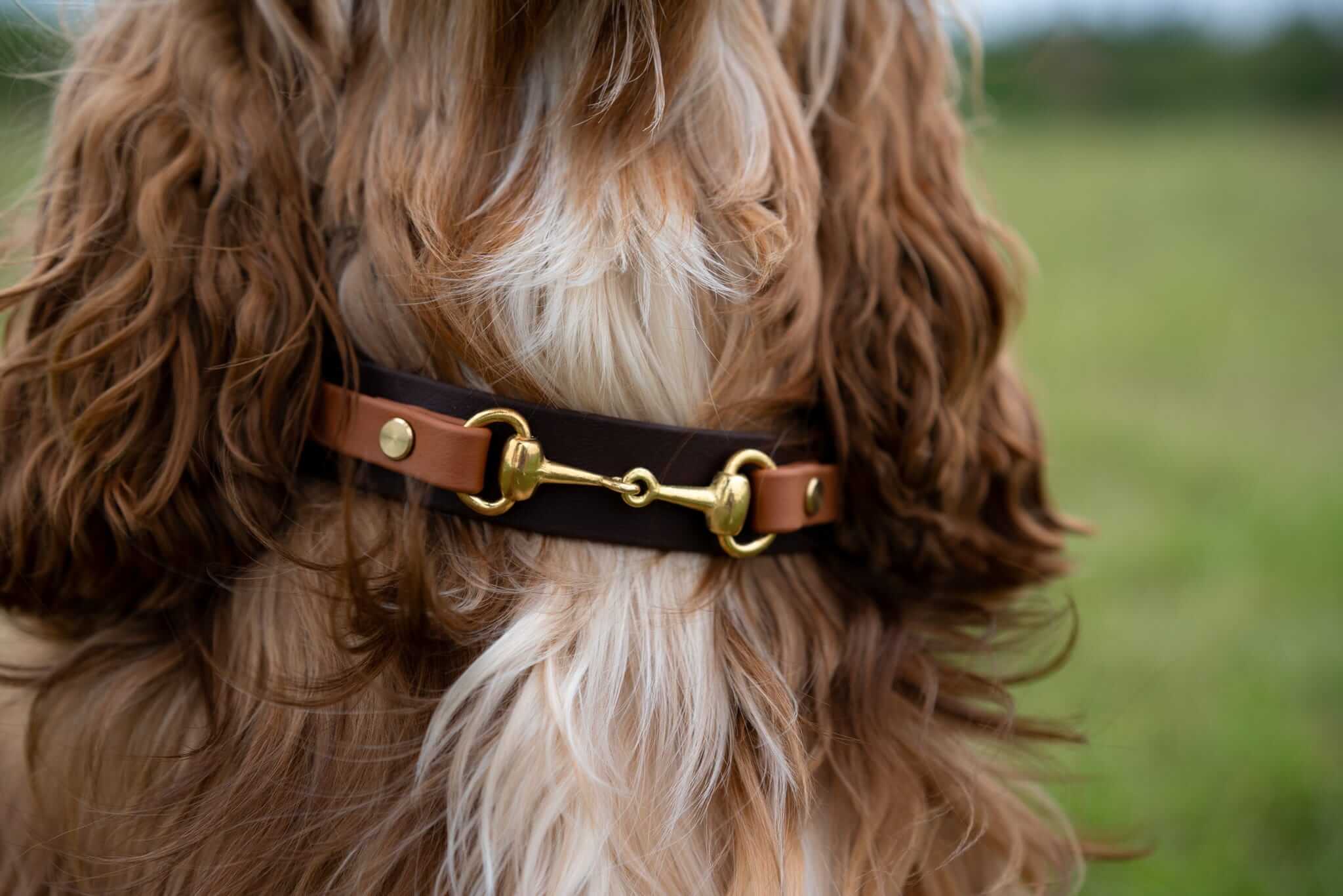 The Derby Dog Collar Hound and Out