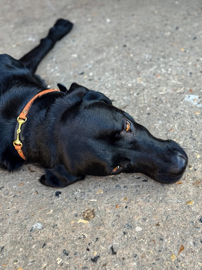 The Derby Dog Collar Hound and Out