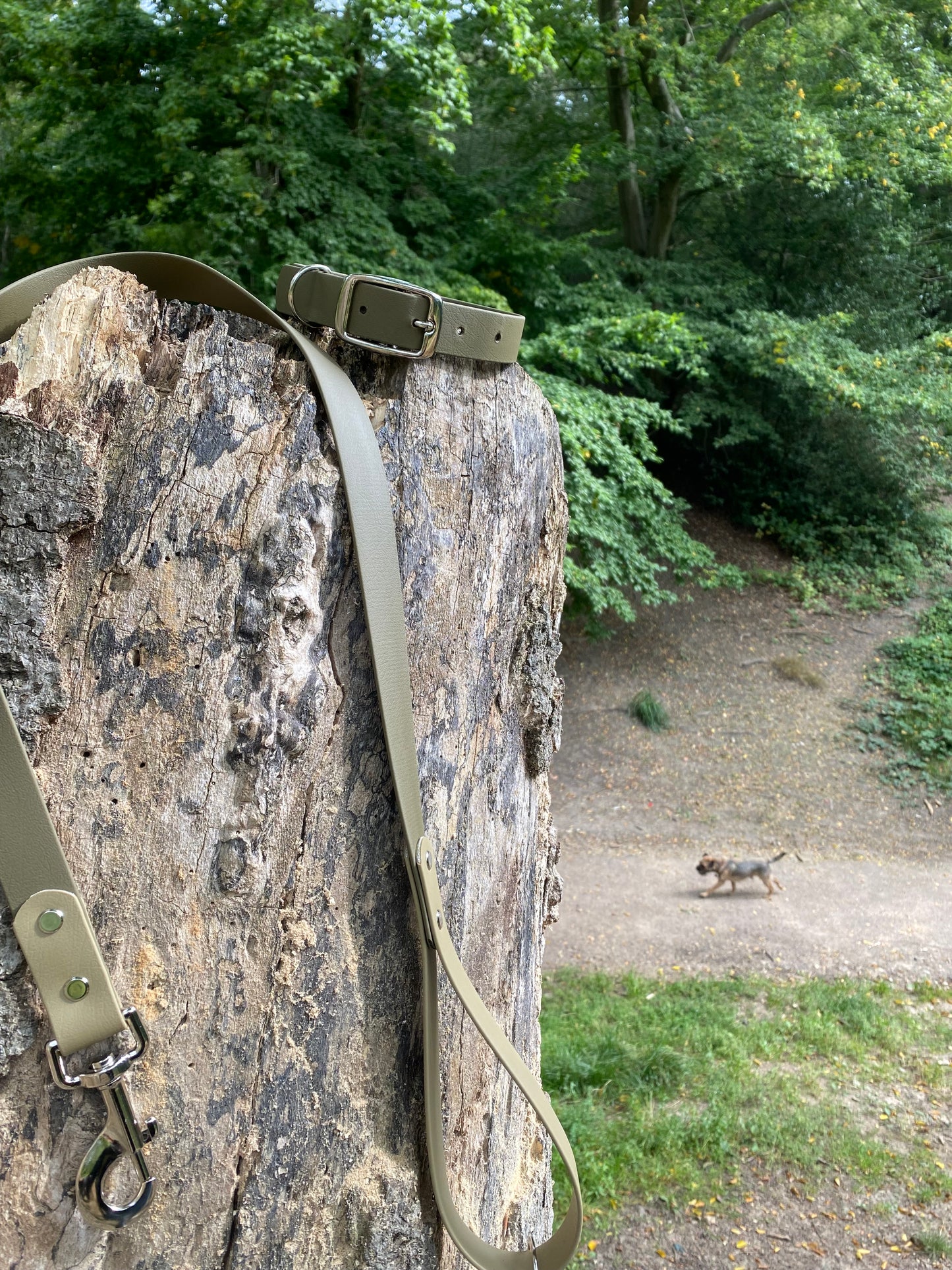 Dual Tone Dog Lead