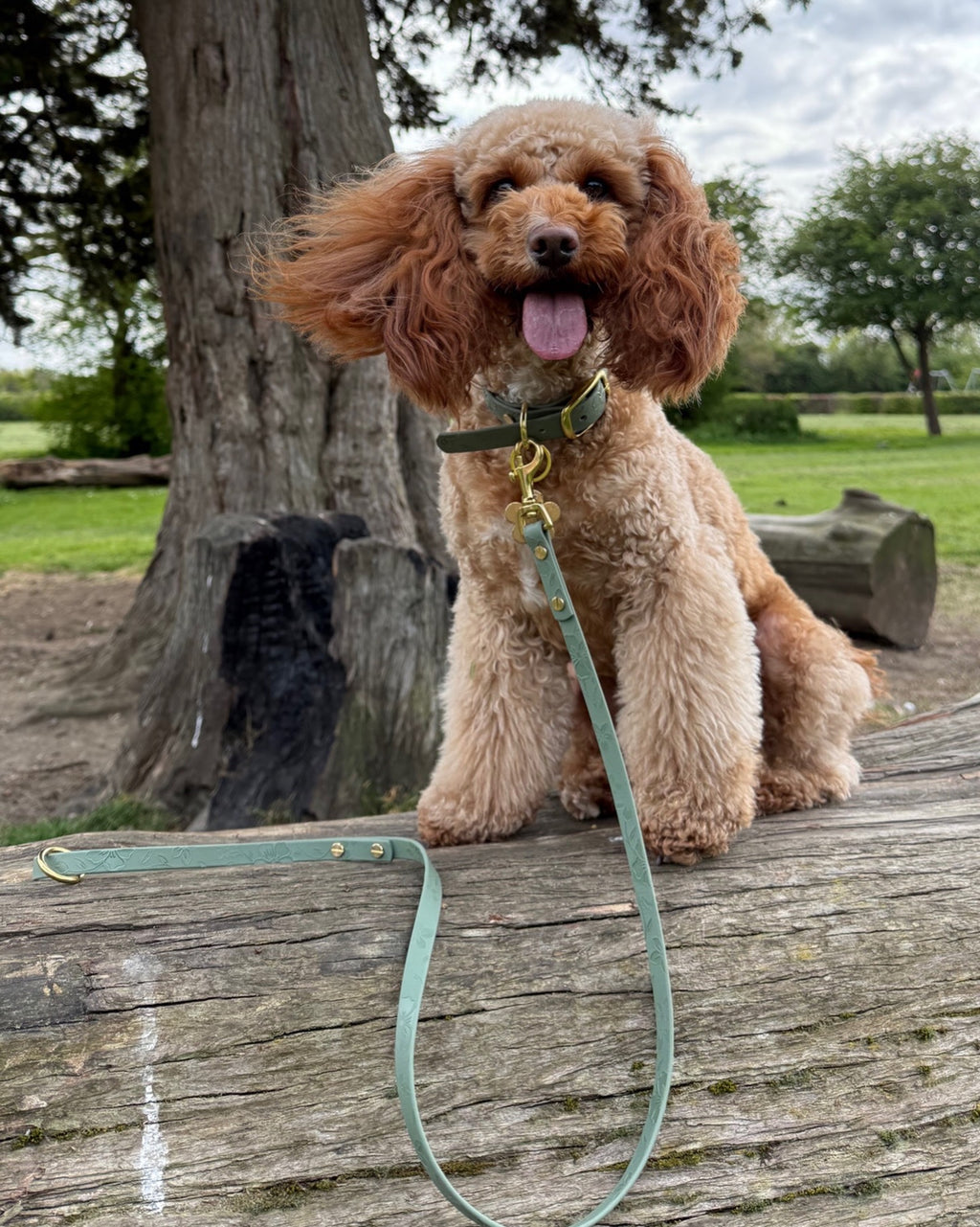 Embossed Mini Collar - 13mm Waterproof Biothane - Small / Miniature Breed / Puppy