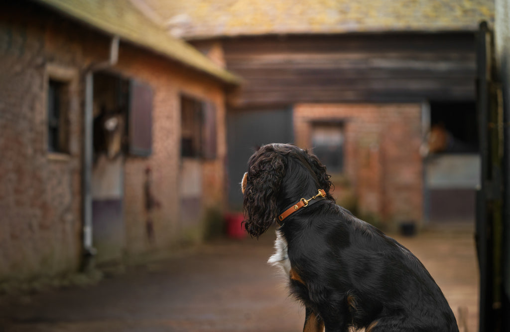 The Derby Dog Collar - Luxury Equestrian Dog Accessories