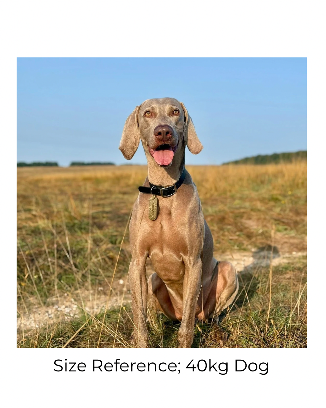 Waterproof Embossed Personalised Dog Tag