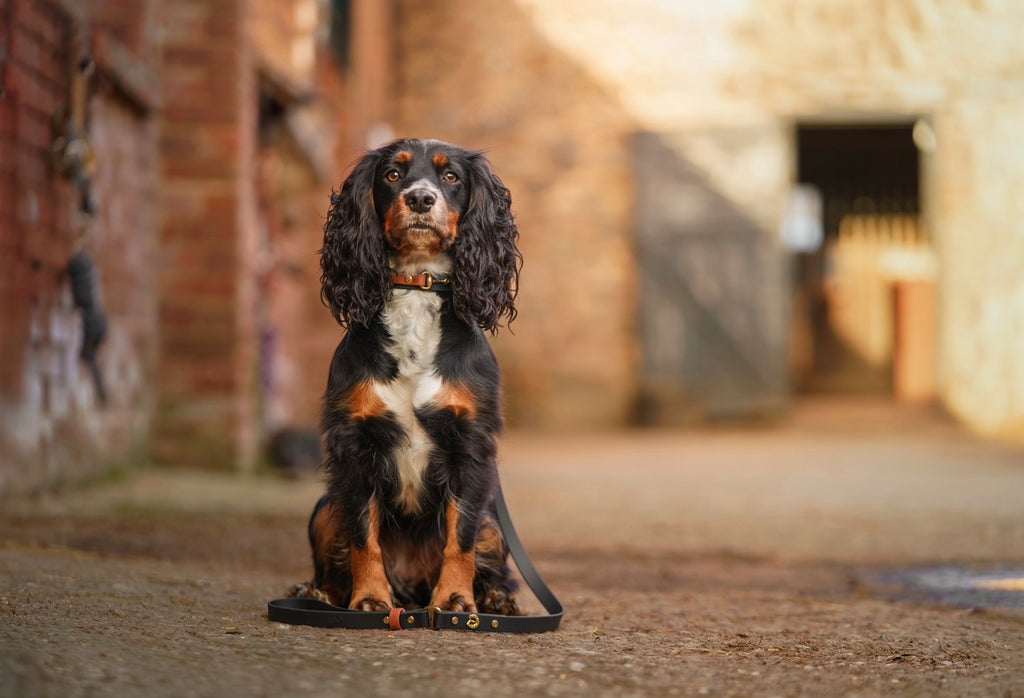 The Derby Dog Collar - Luxury Equestrian Dog Accessories