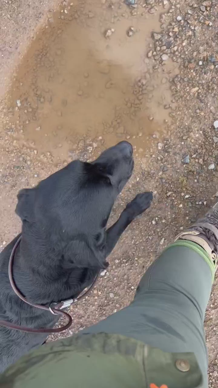 Working Dog Tether Lead | Hands Free